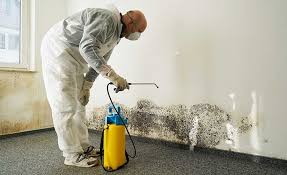 Reliable Naples Park, FL Mold Removal & Remediation Solutions